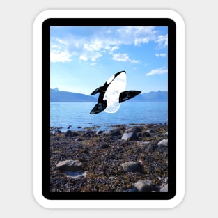 Emerging Orca Sticker